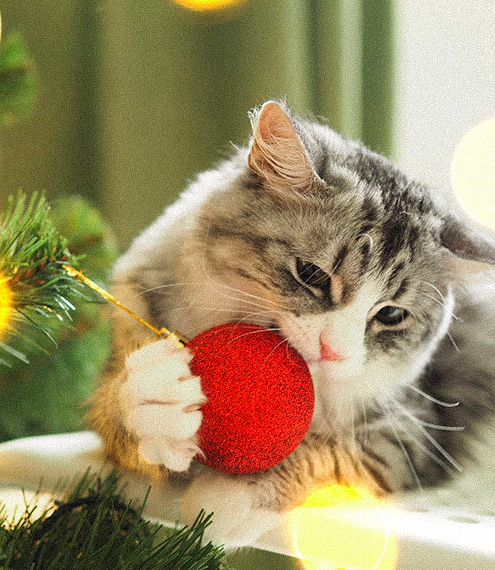 gatos y sustancias tóxicas